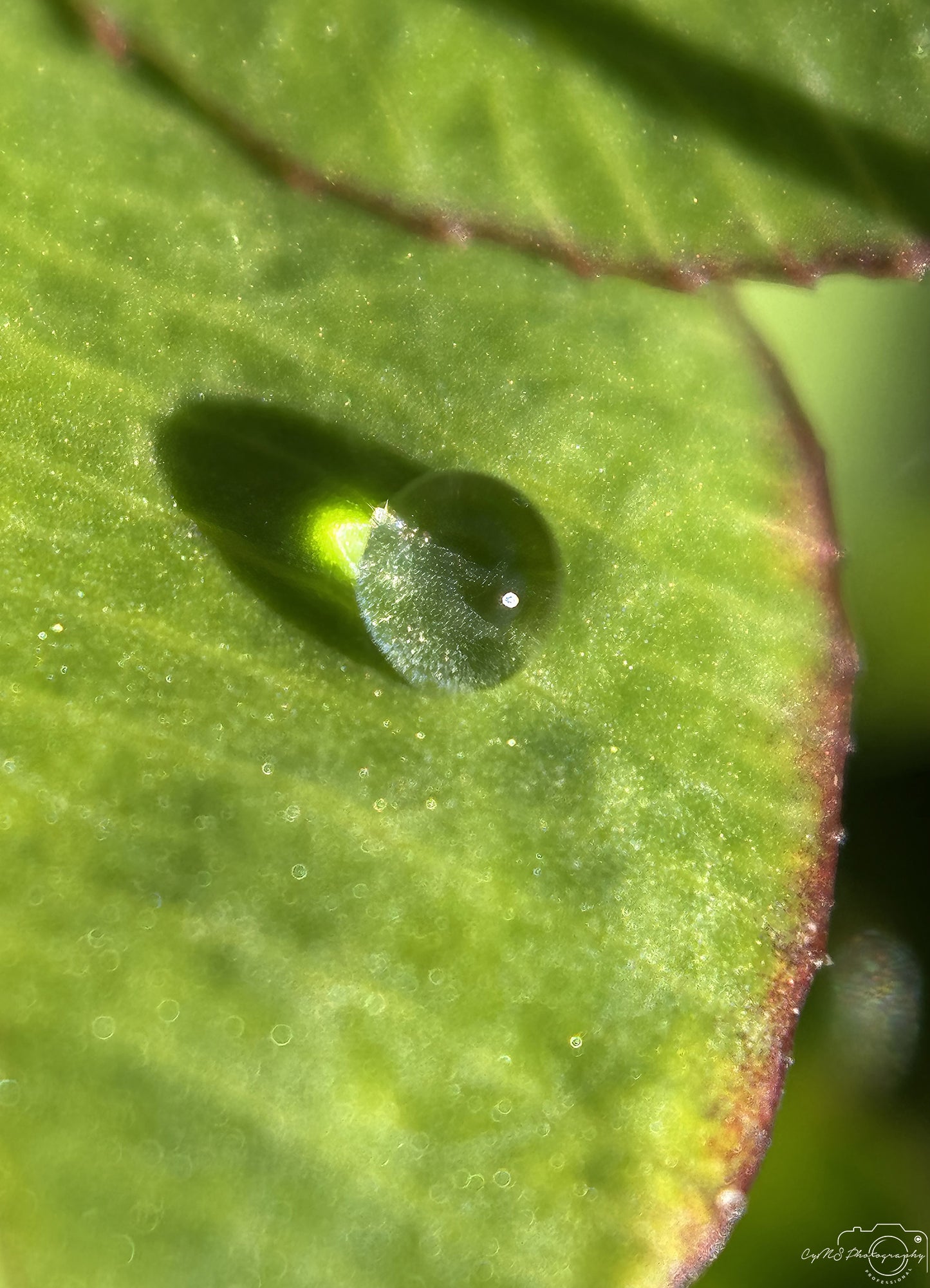 Naturfotografie - Hervorragendes Tröpfchen V482