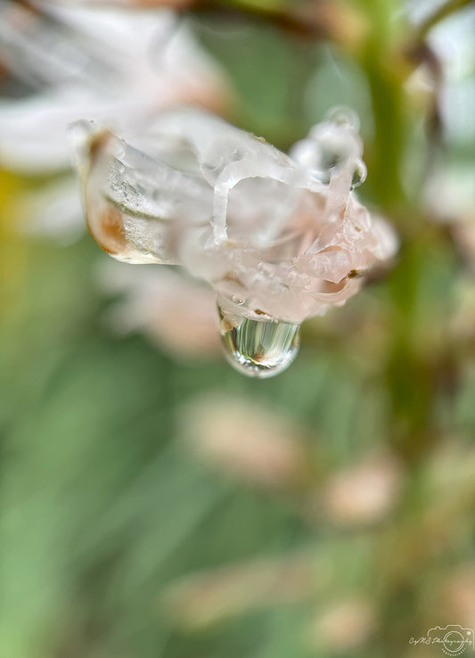 Photographie de la nature - Superbe gouttelette V486