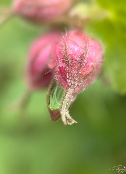 Photographie de la nature - Superbe gouttelette V488