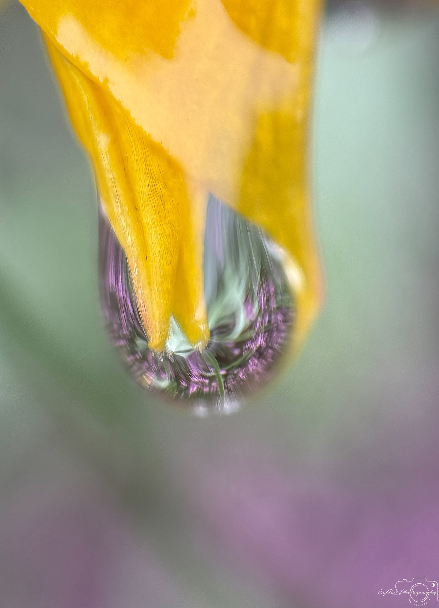 Photographie de la nature - Superbe gouttelette V495