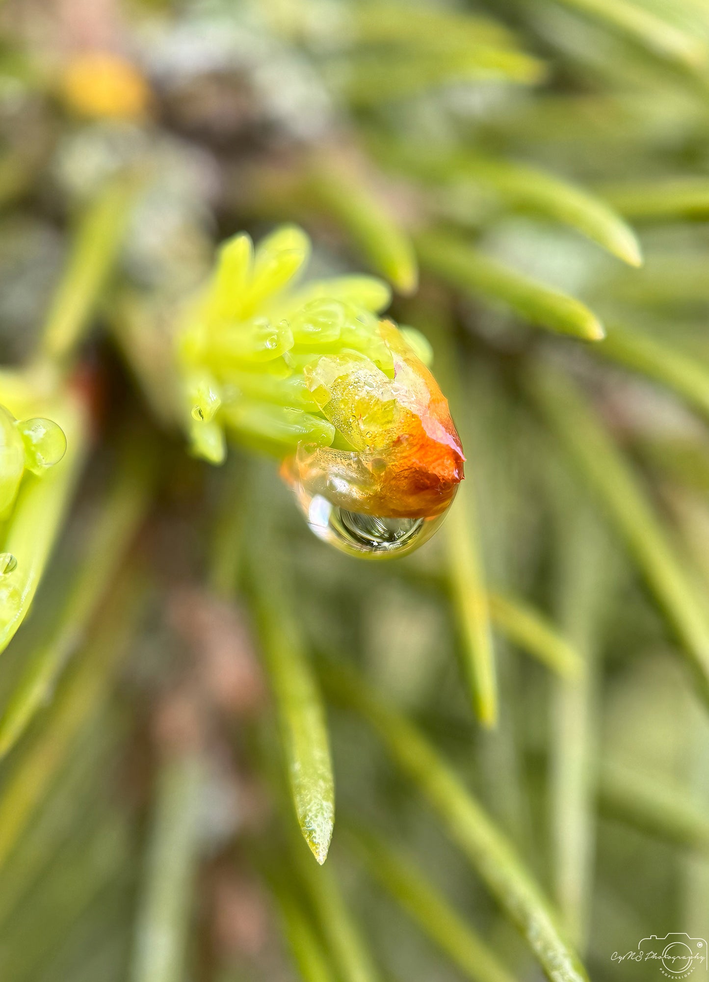 Photographie de la nature - Superbe gouttelette V499