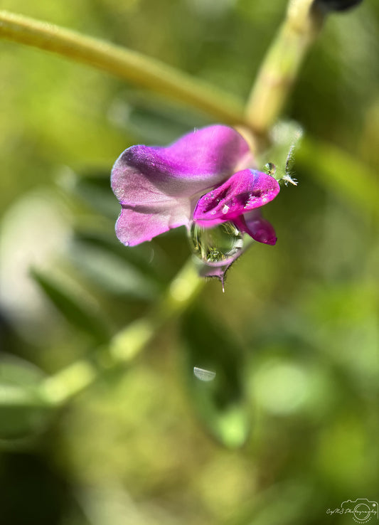 Photographie de la nature - Superbe Droplet V500