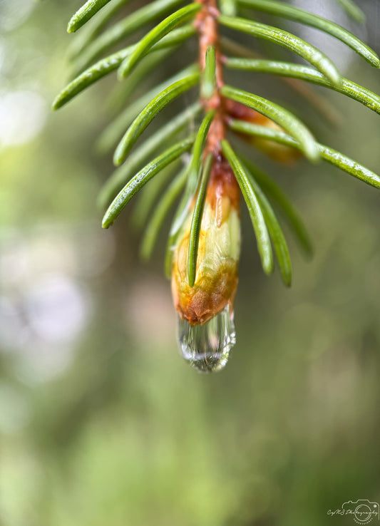 Photographie de la nature - Superbe gouttelette V511