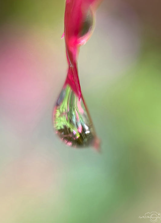 Photographie de la nature - Superbe gouttelette V516
