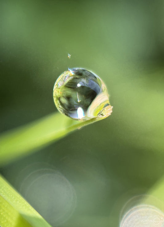 Photographie de la nature - Superbe gouttelette V521