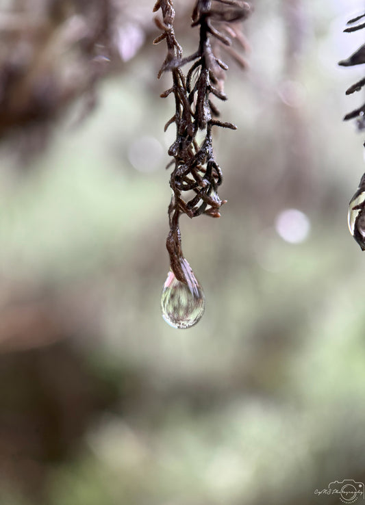 Photographie de la nature - Superbe gouttelette V524