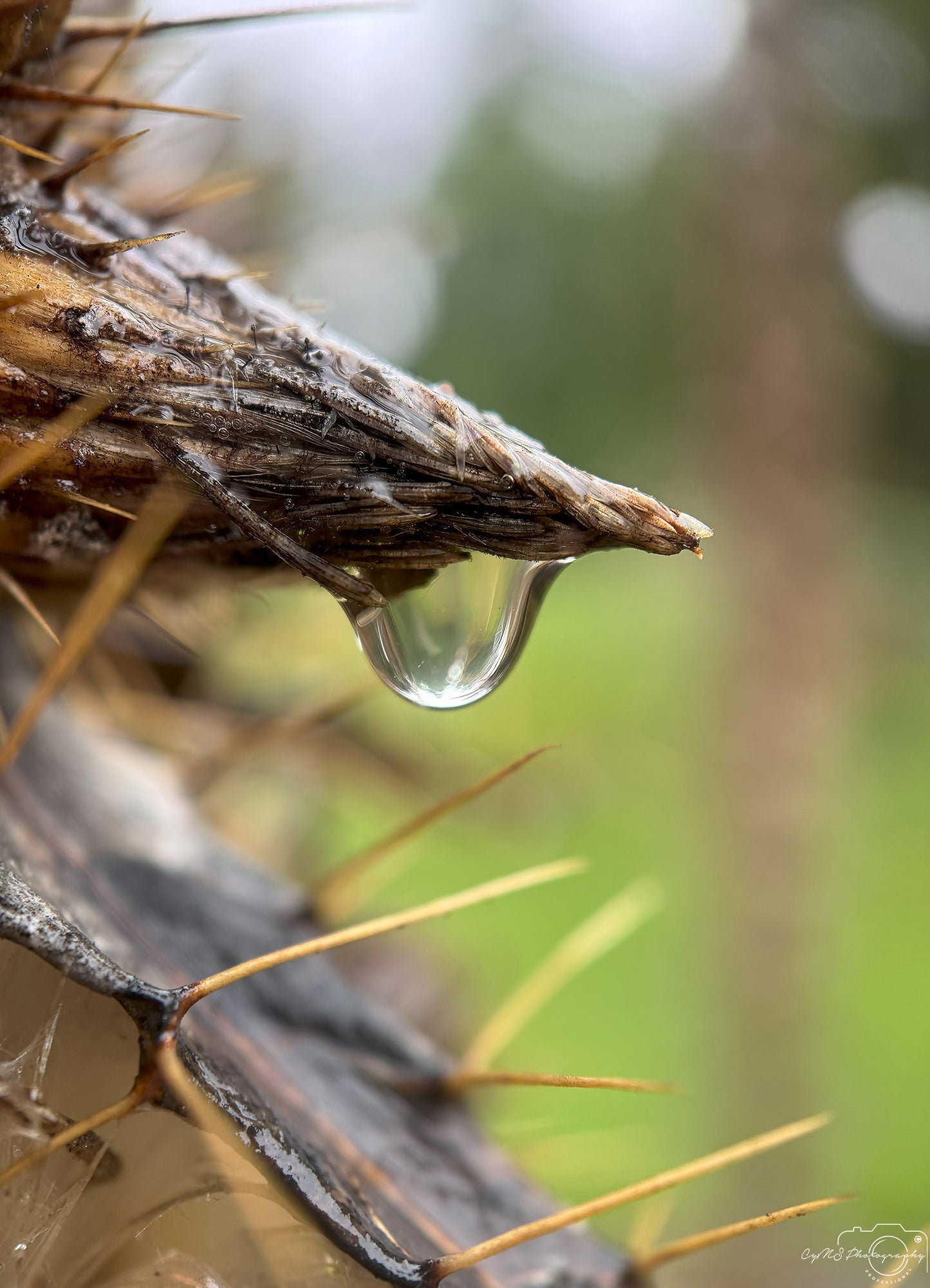 Nature Photography - Superb Droplet V526