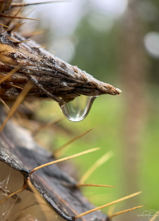 Photographie de la nature - Superbe gouttelette V526