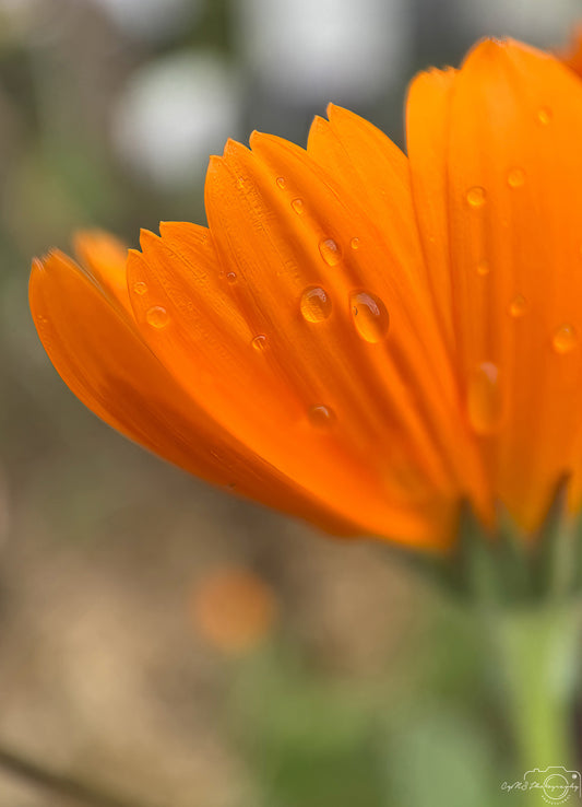 Photographie de la nature - Superbe gouttelette V529
