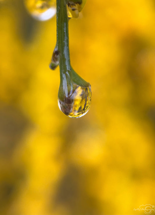 Photographie de la nature - Superbe gouttelette V531