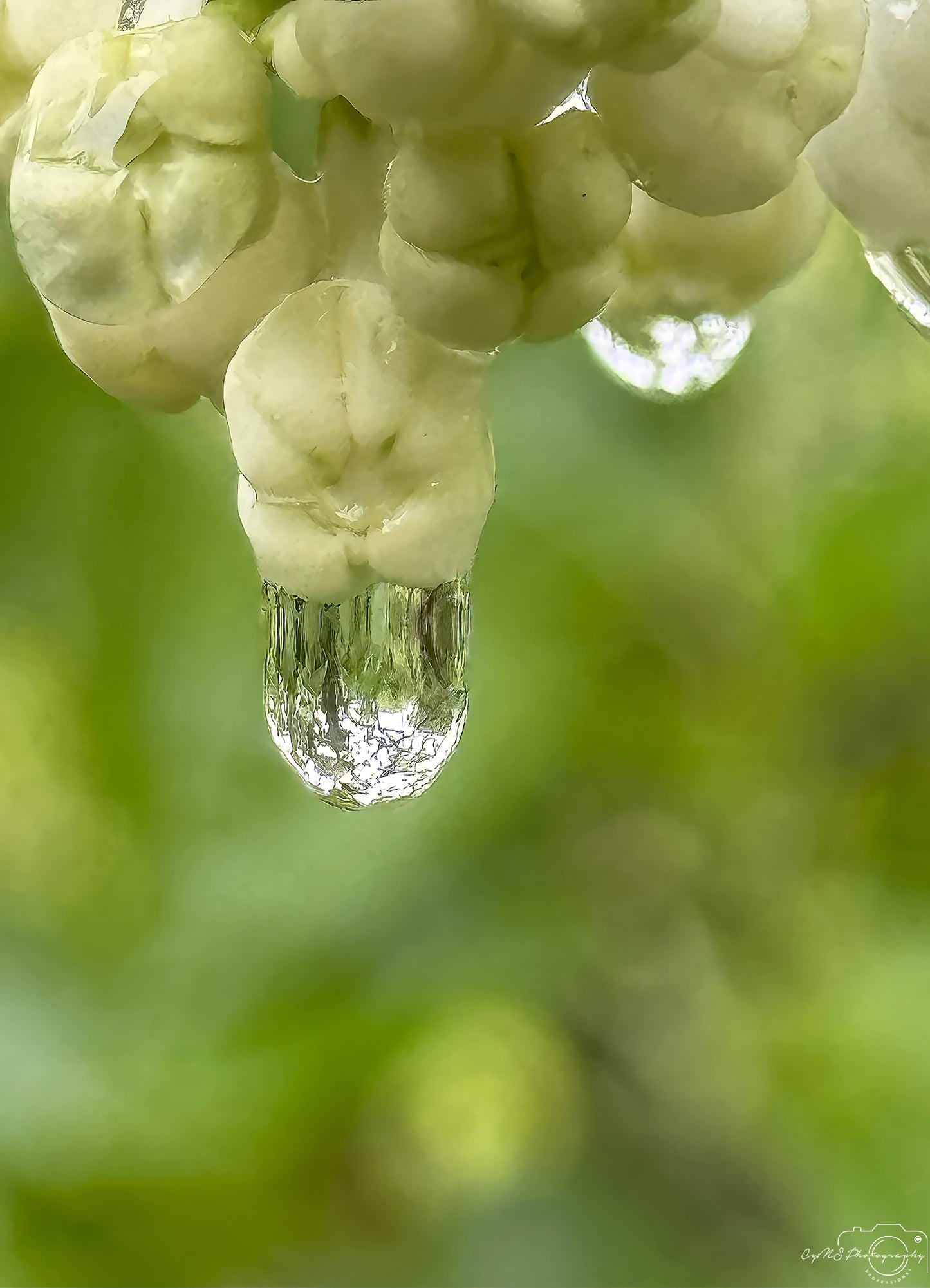 Photographie de la nature - Superbe gouttelette V533