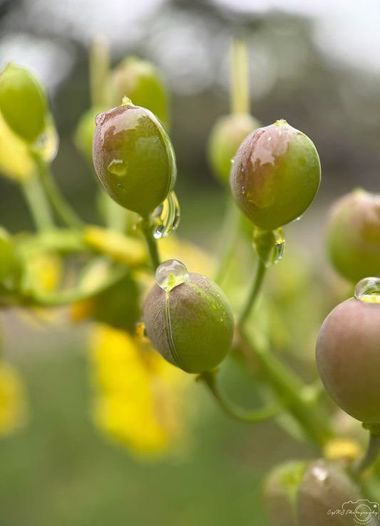Photographie de la nature - Superbe gouttelette V534