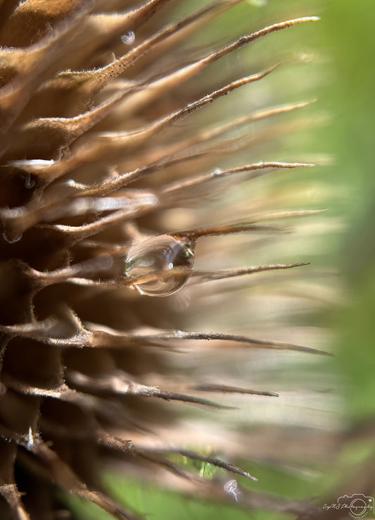 Photographie de la nature - Superbe gouttelette V546