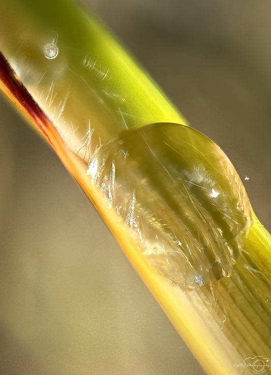 Photographie de la nature - Superbe gouttelette V551