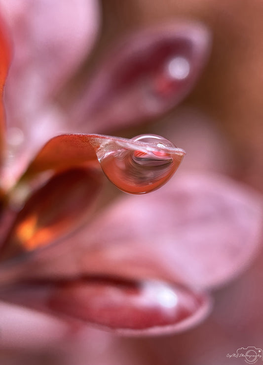 Photographie de la nature - Superbe gouttelette V552