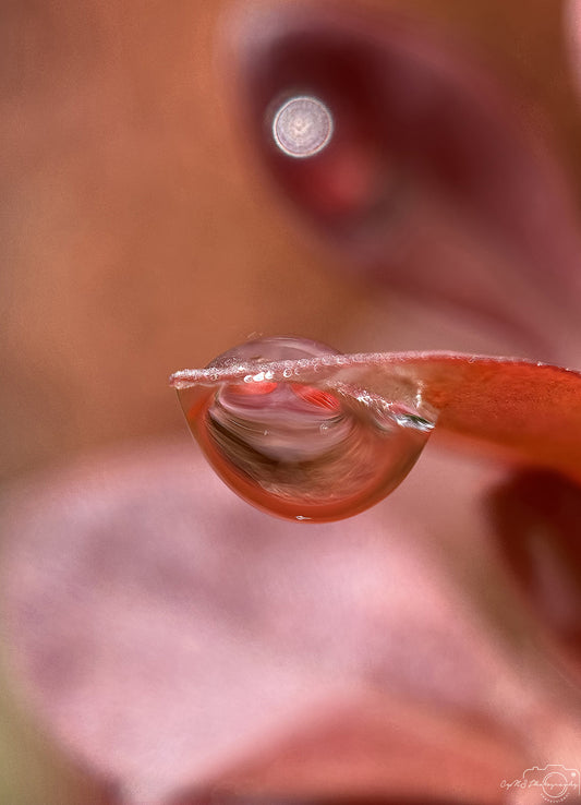 Photographie de la nature - Superbe gouttelette V553