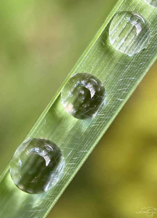 Photographie de la nature - Superbe gouttelette V559