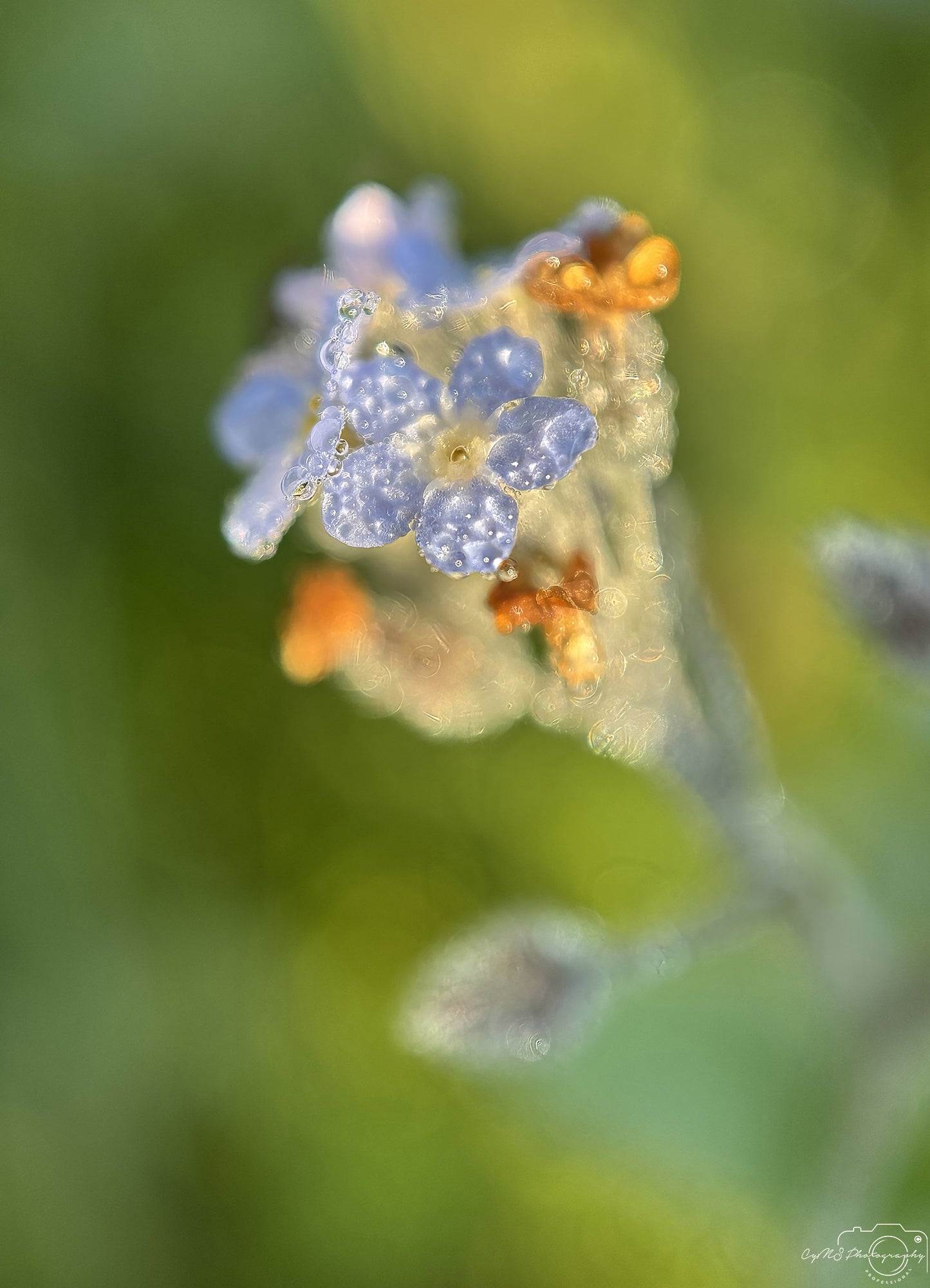 Beautiful water drop_V564