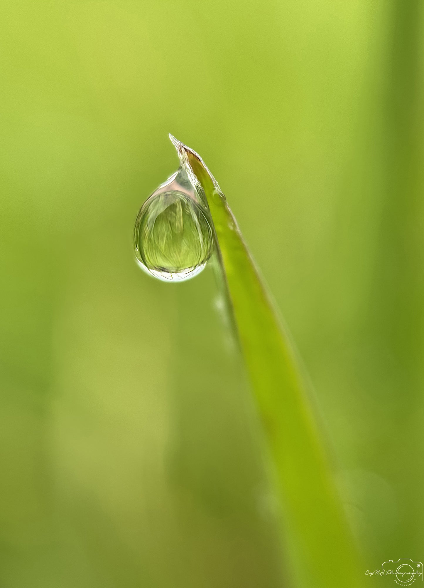 Nature Photography - Superb Droplet V584