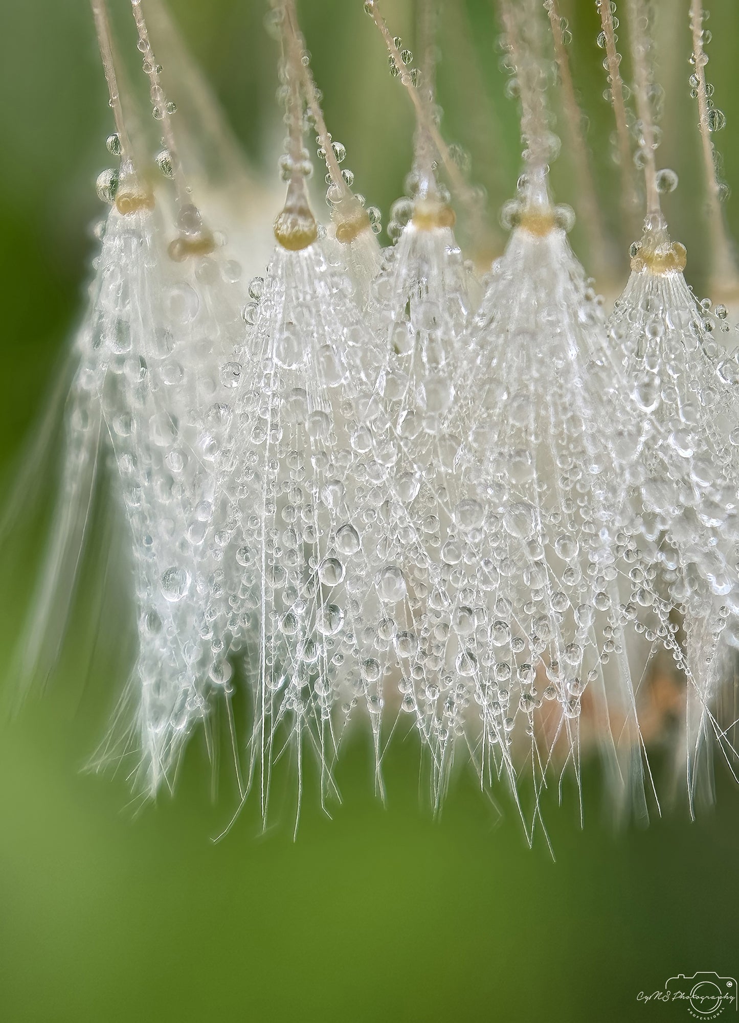 Nature Photography - Superb Droplet V589