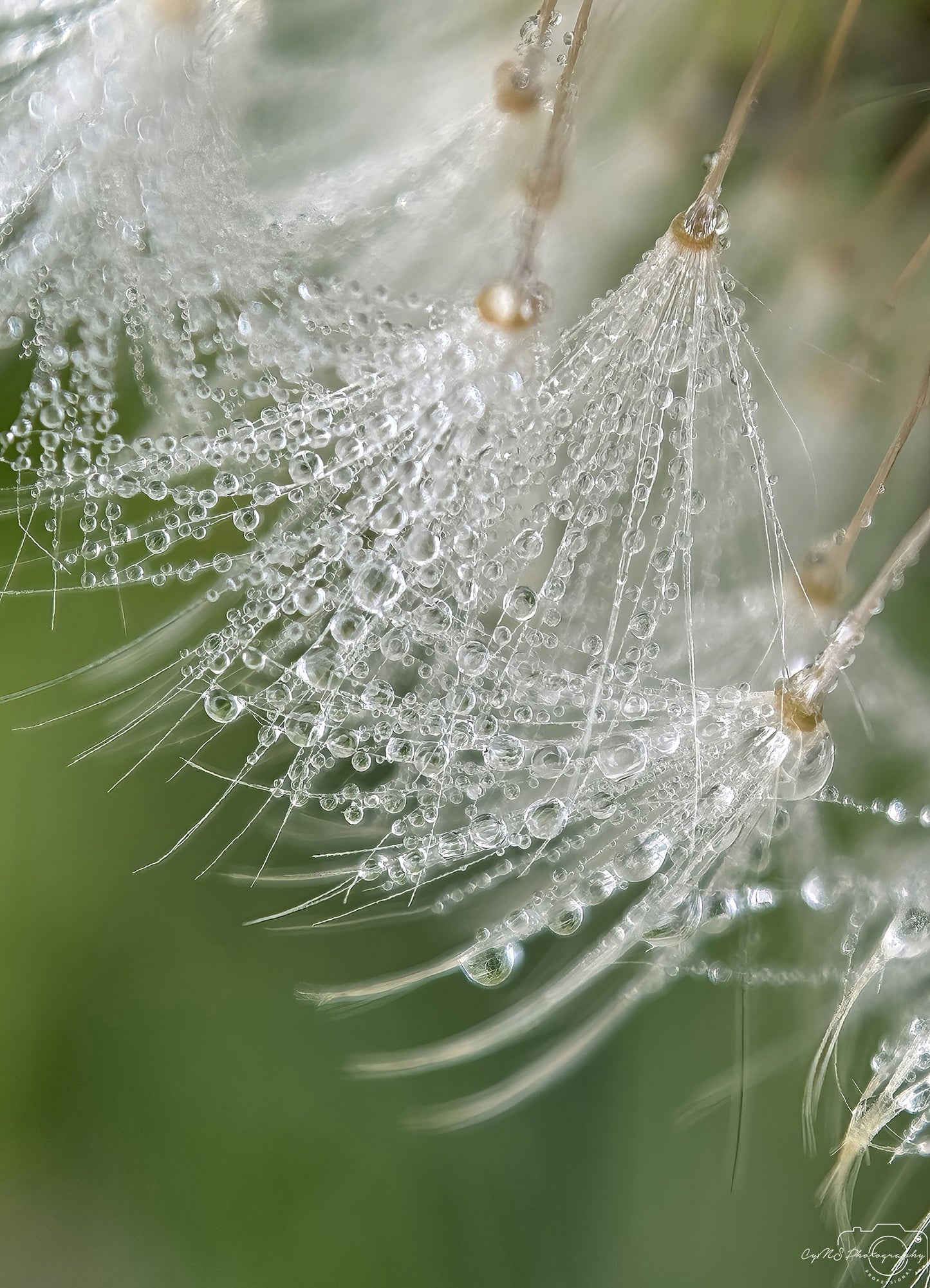 Nature Photography - Superb Droplet V591