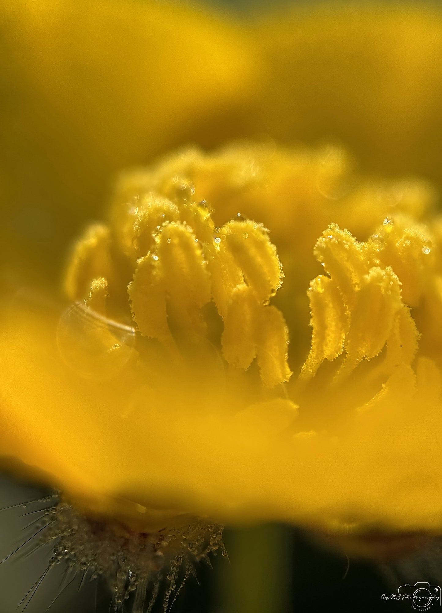 Nature Photography - Superb Droplet V598