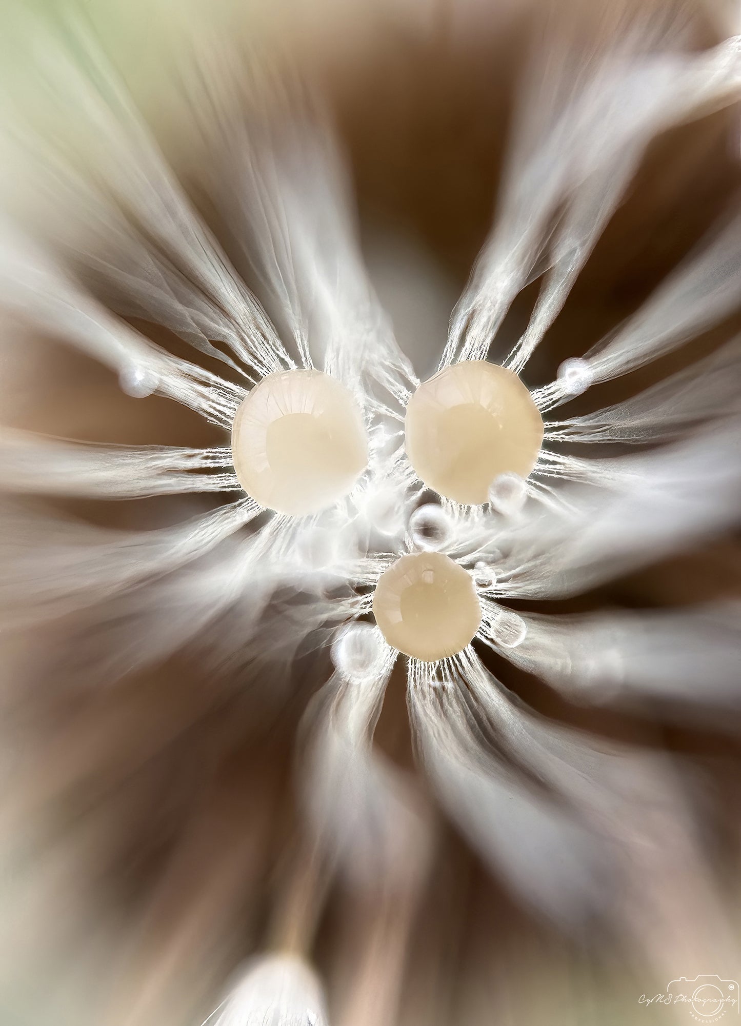 Nature Photography - Superb Droplet V603