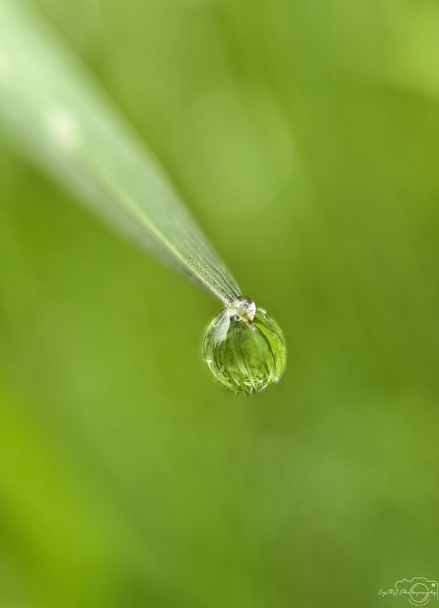 Nature Photography - Superb Droplet V606