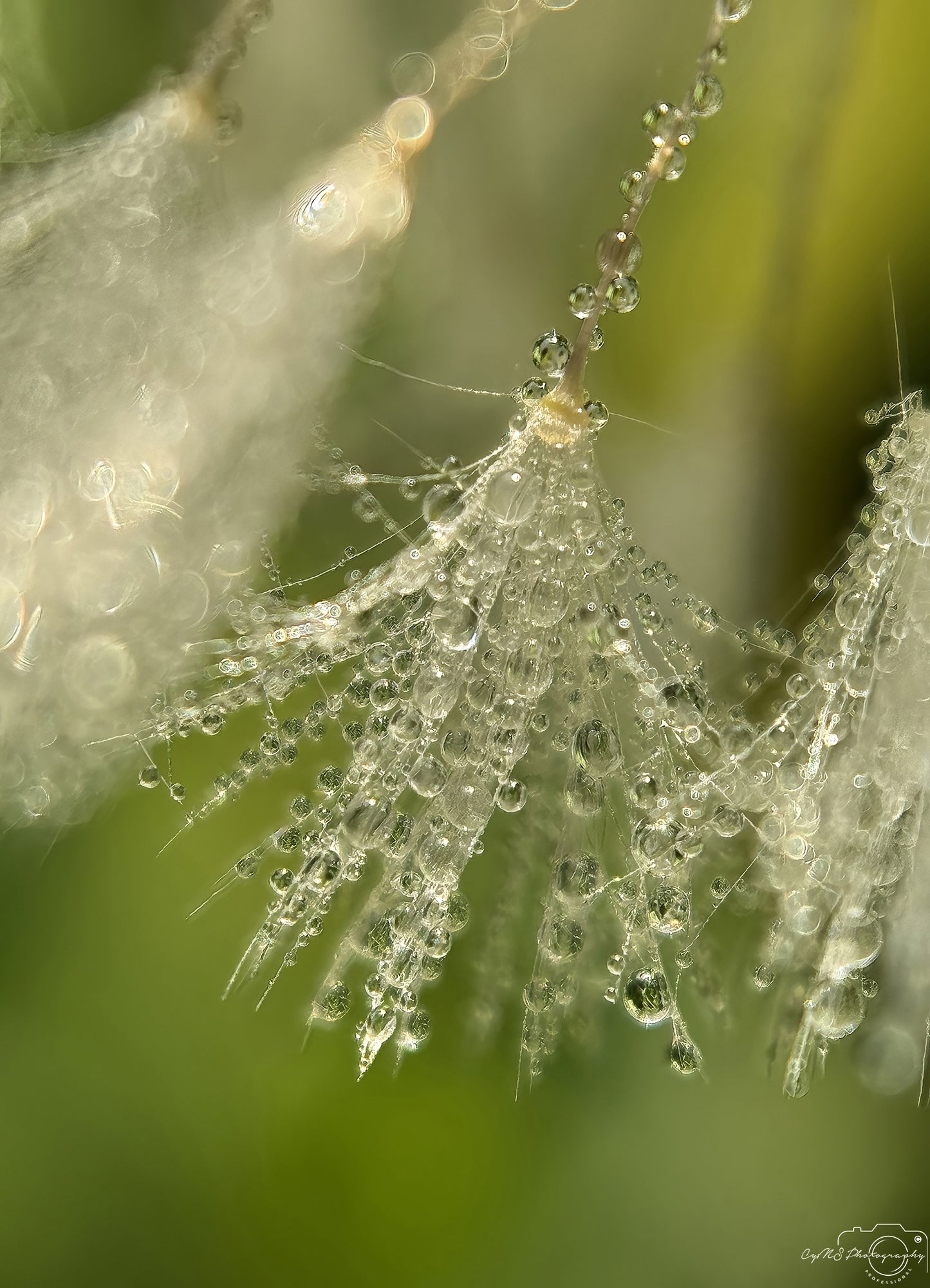 Photographie de la nature - Superbe gouttelette V613
