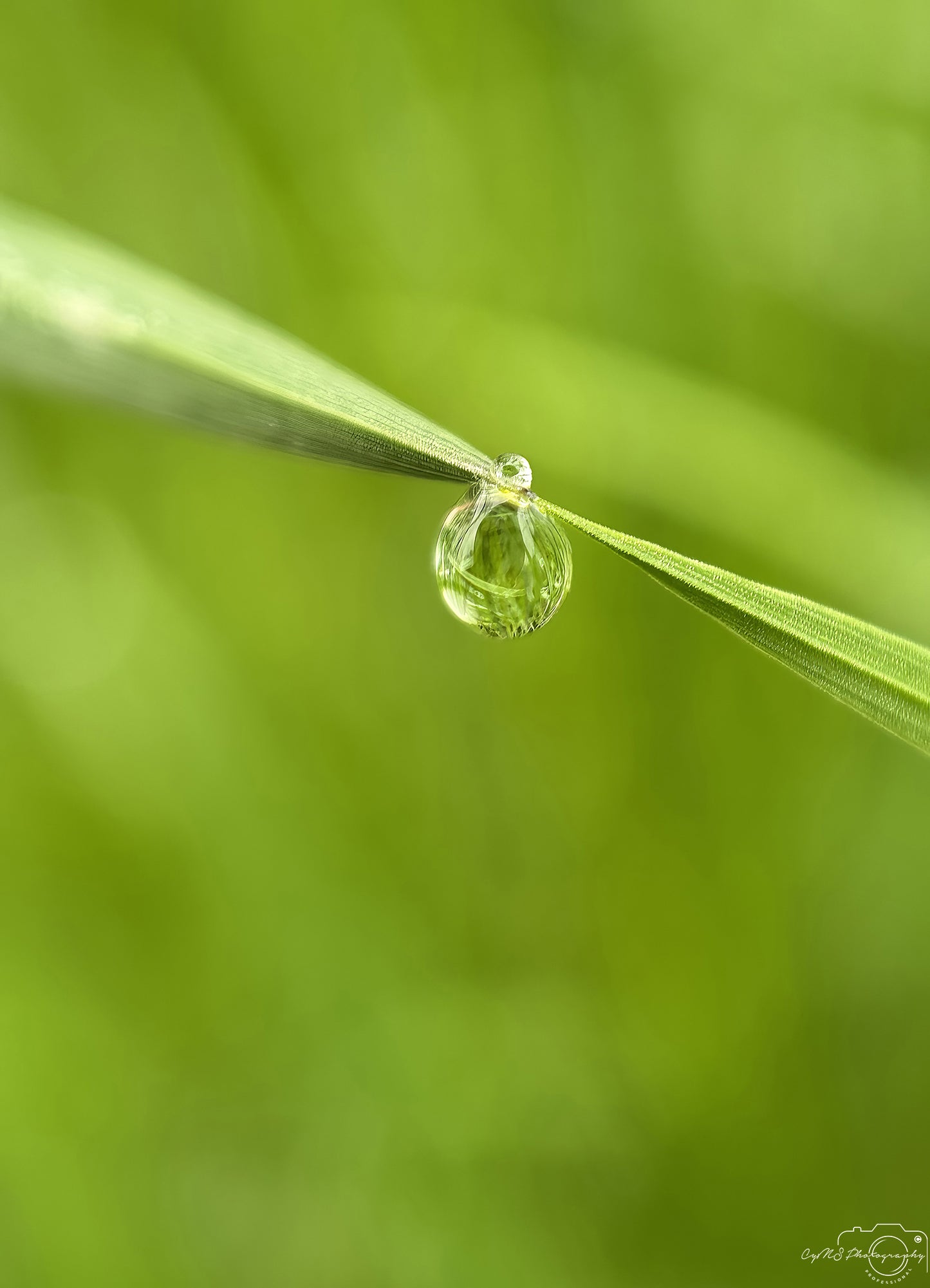 Nature Photography - Superb Droplet V625