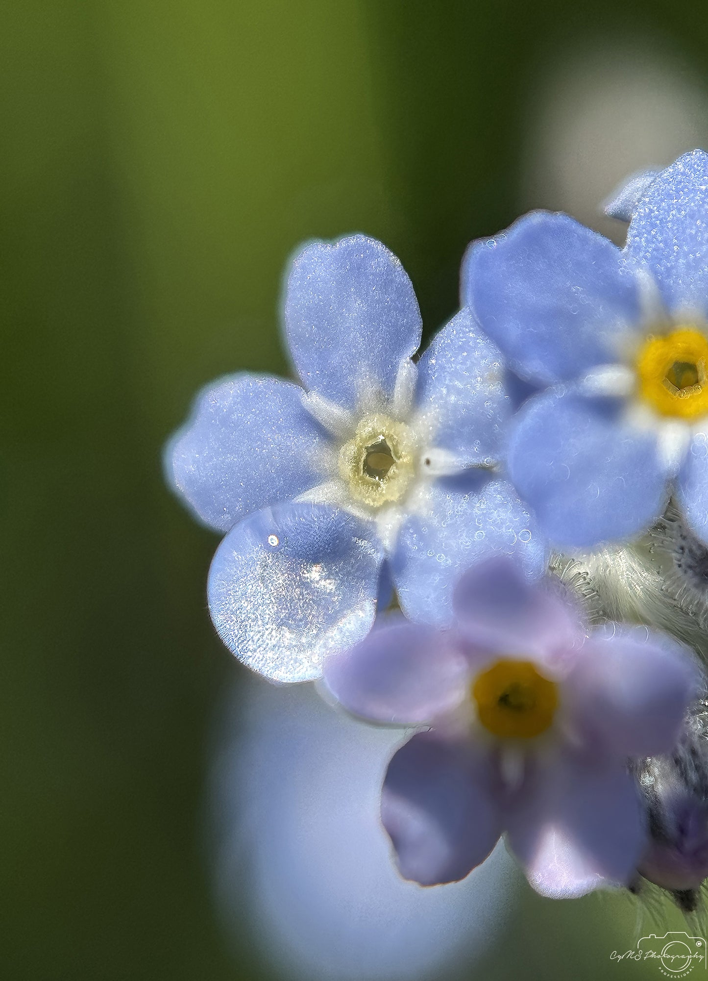 Nature Photography - Superb Droplet V640