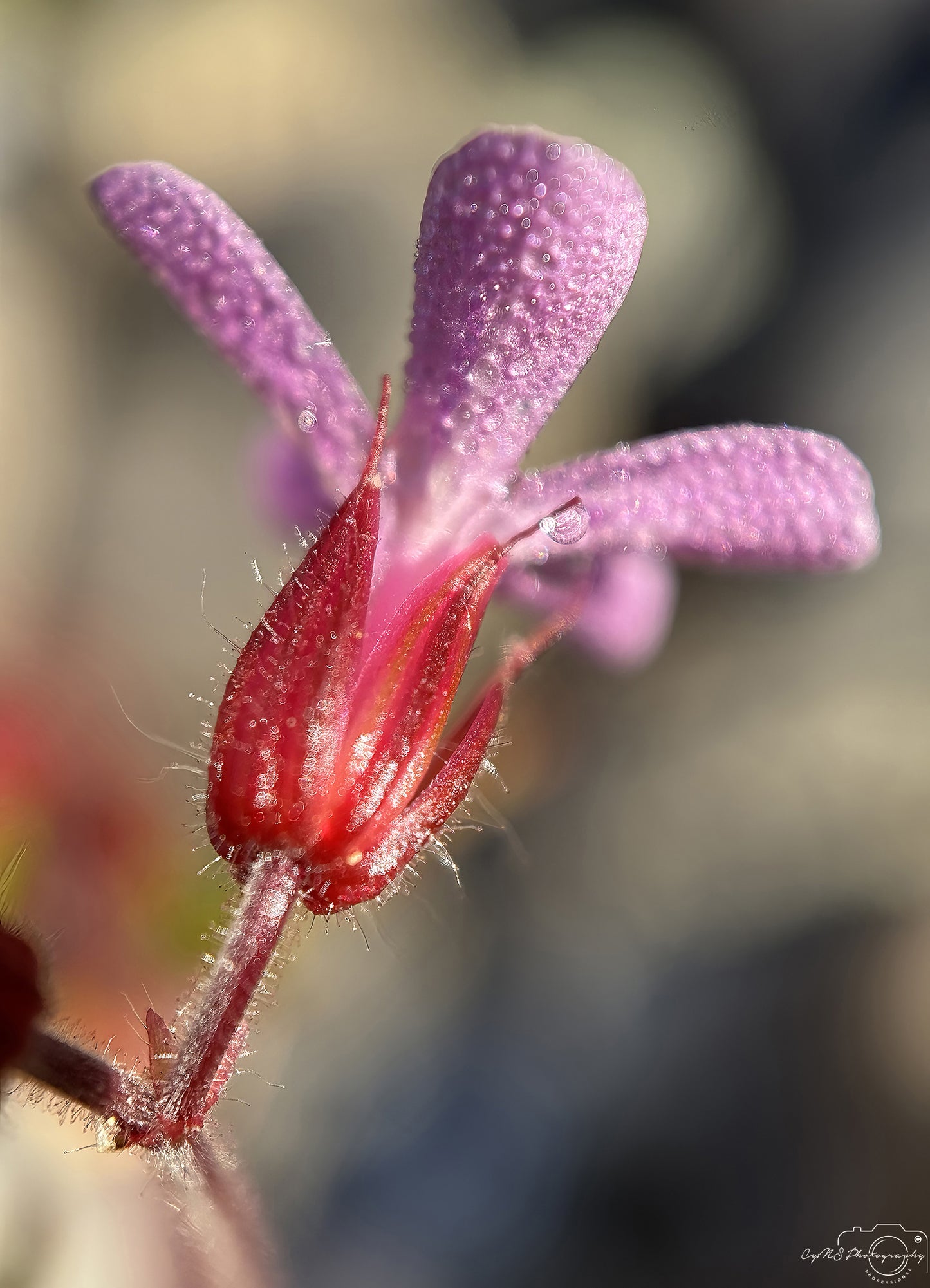 Nature Photography - Superb Droplet V654