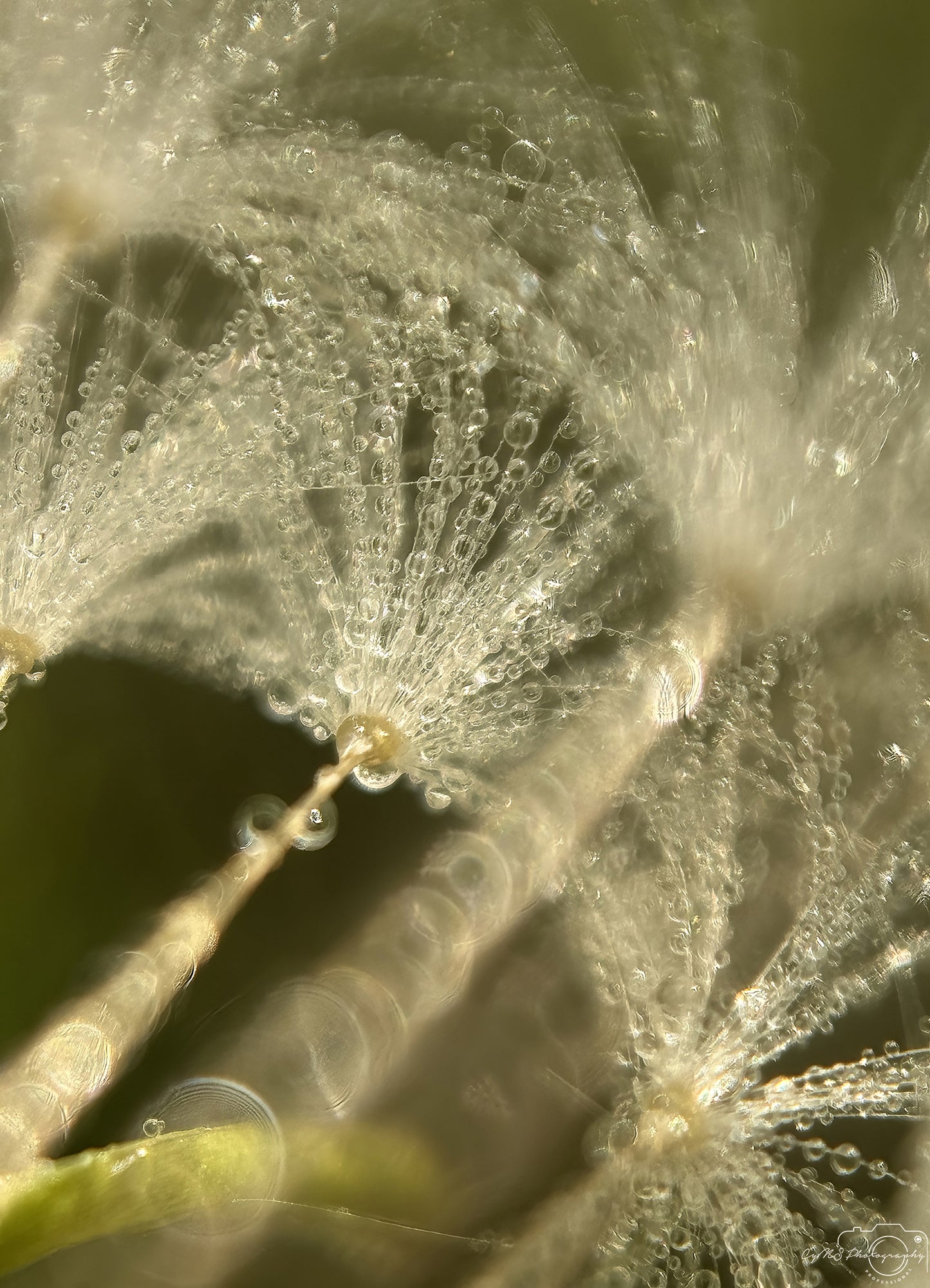 Photographie de la nature - Superbe gouttelette V656