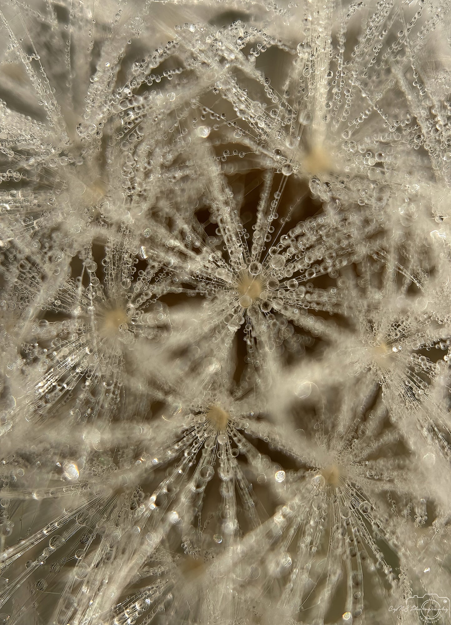 Naturfotografie - Hervorragendes Tröpfchen V658
