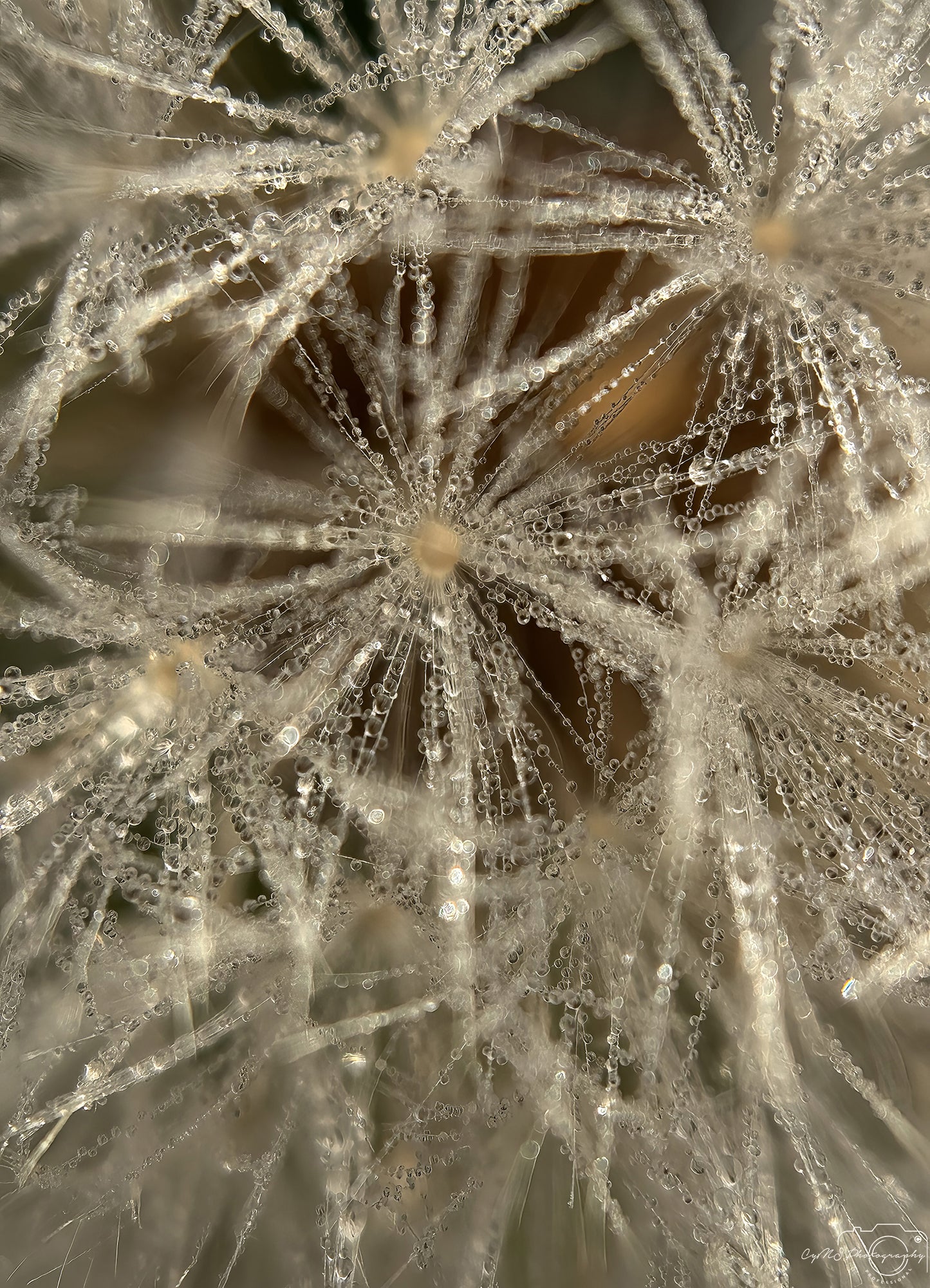 Naturfotografie - Hervorragendes Tröpfchen V659