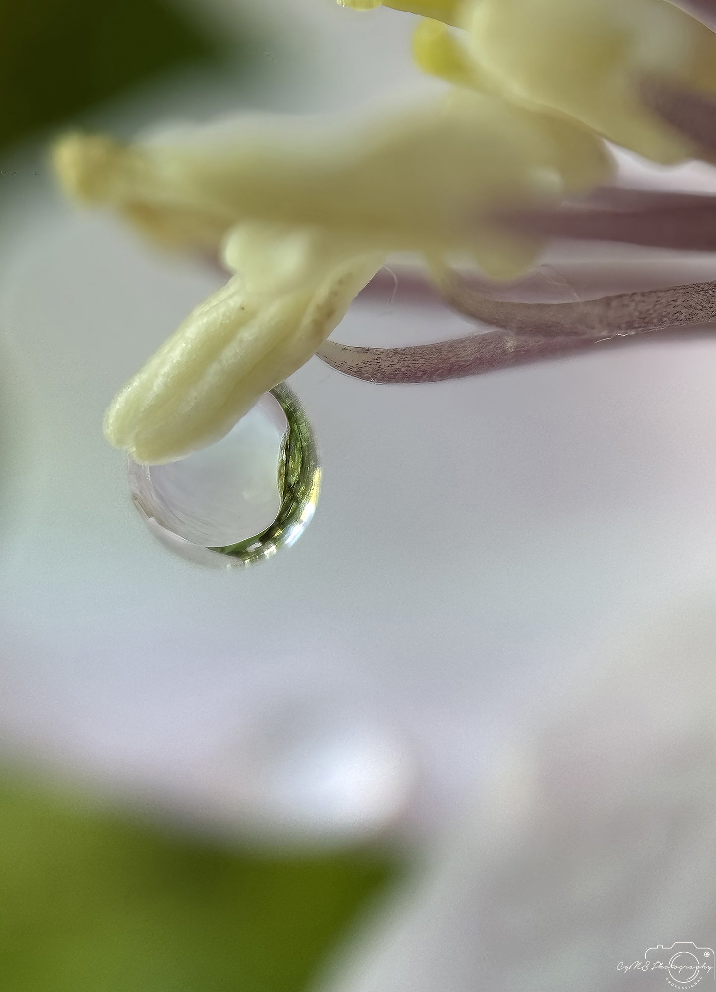 Nature Photography - Superb Droplet V661