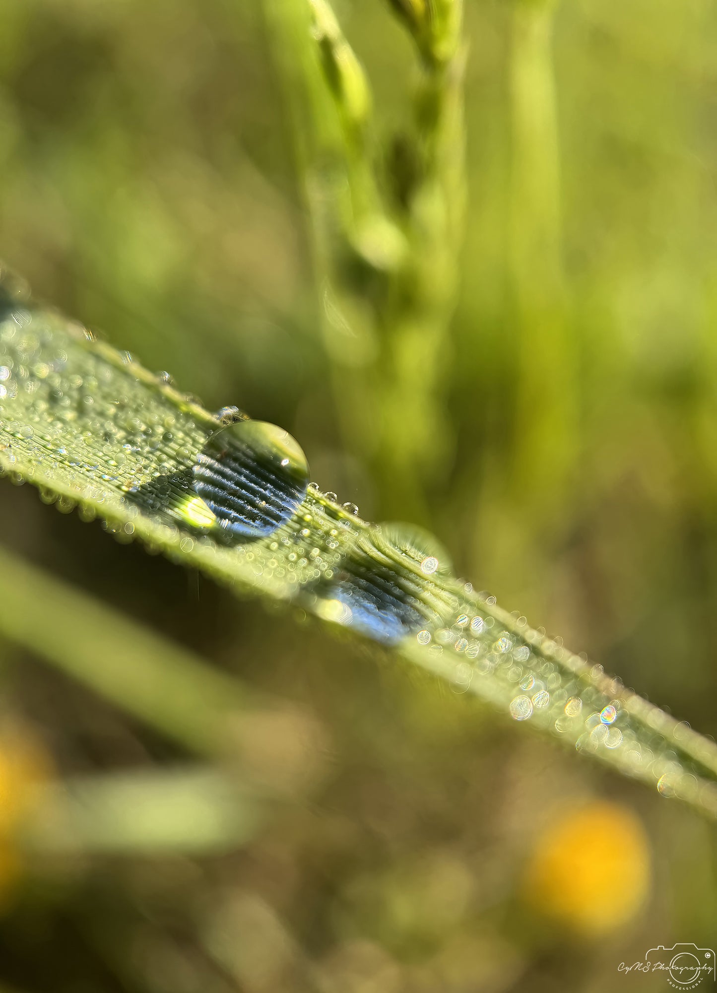 Nature Photography - Superb Droplet V673