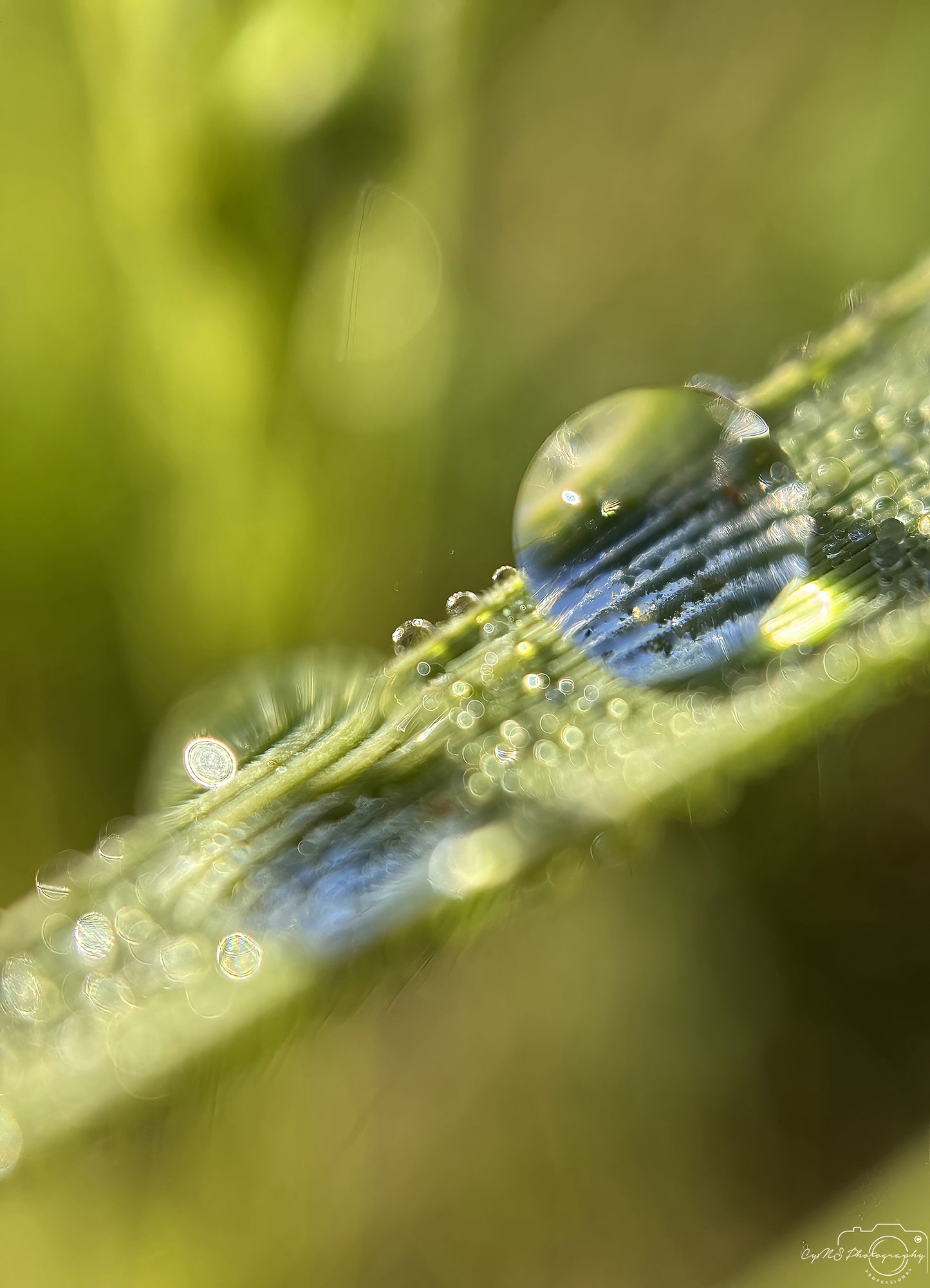 Nature Photography - Superb Droplet V674
