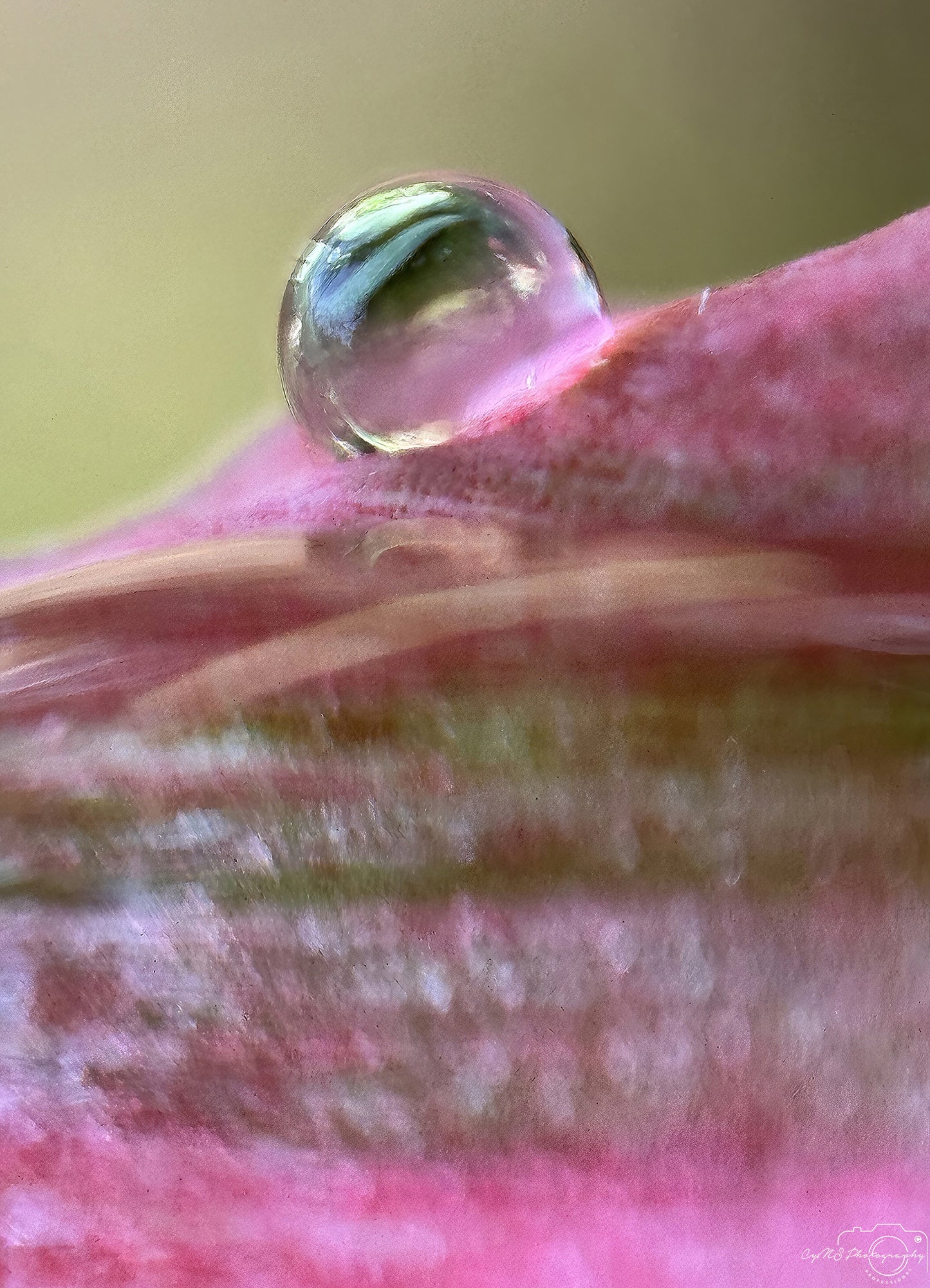 Nature Photography - Superb Droplet V691