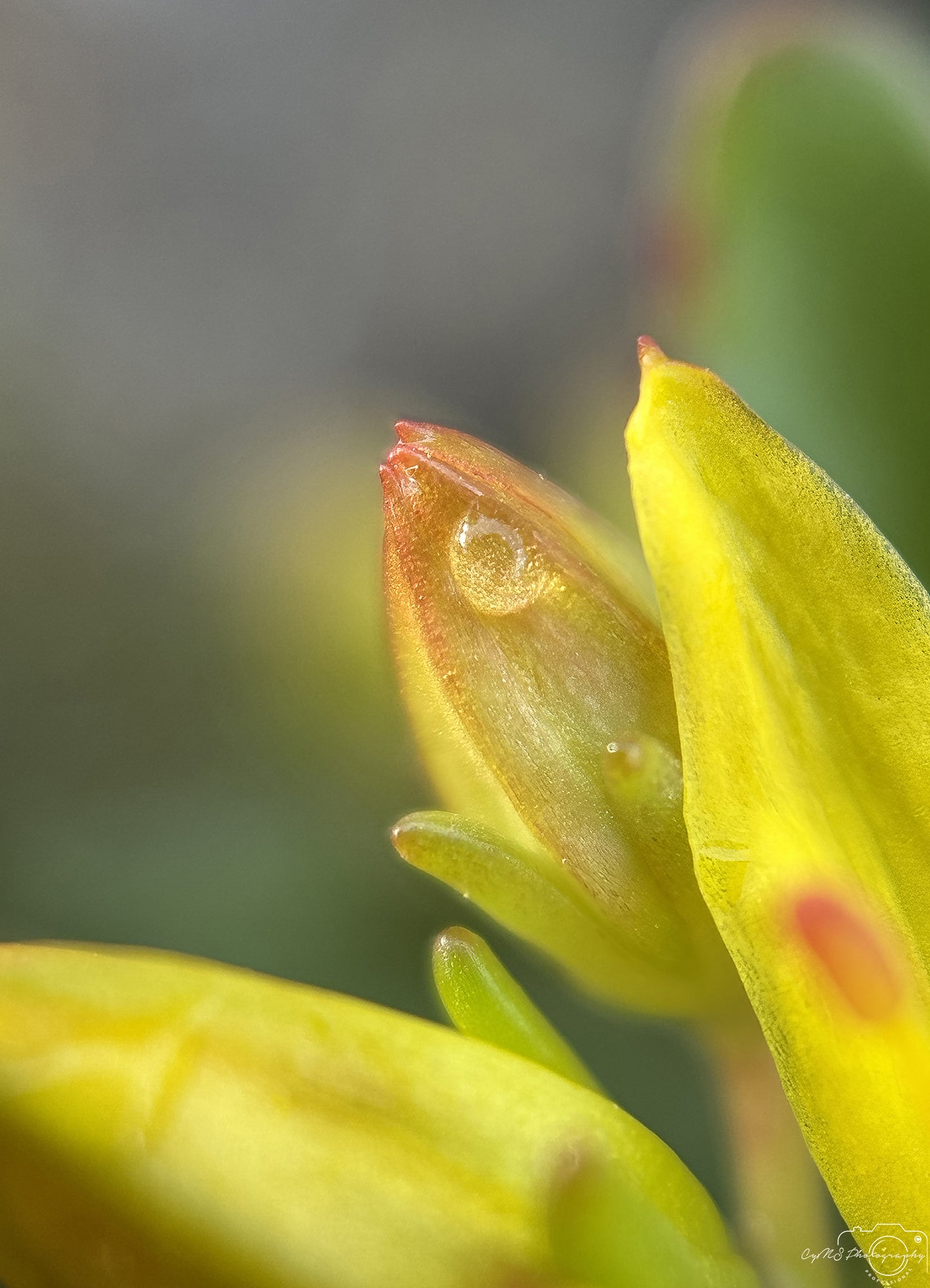 Nature Photography - Superb Droplet V692