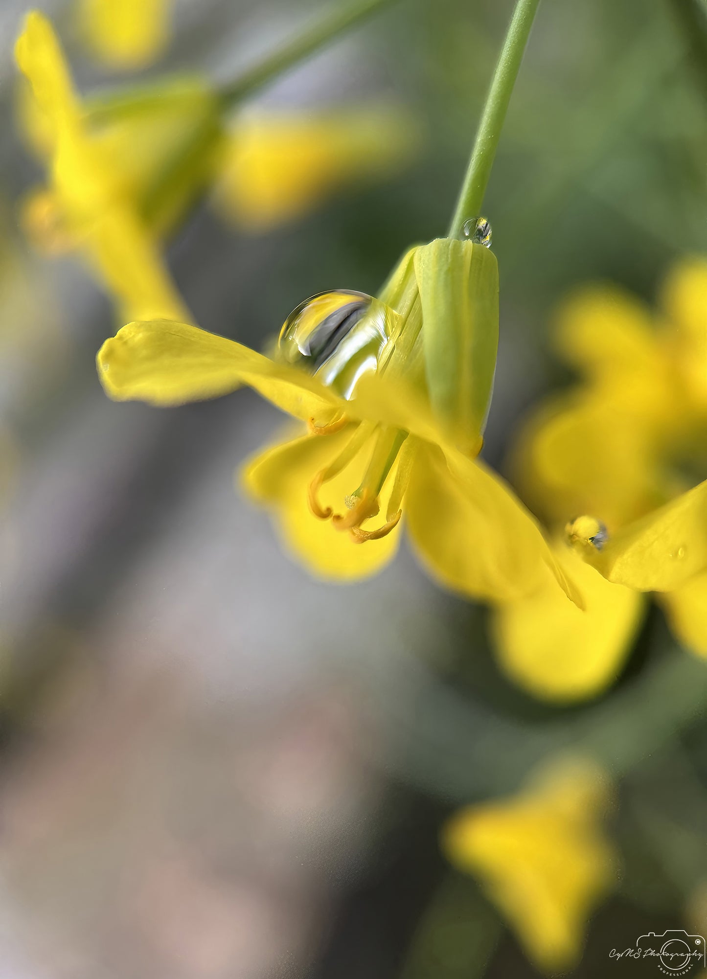 Naturfotografie - Hervorragendes Tröpfchen V693