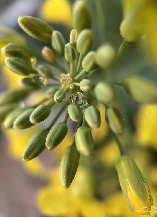Photographie de la nature - Superbe gouttelette V708