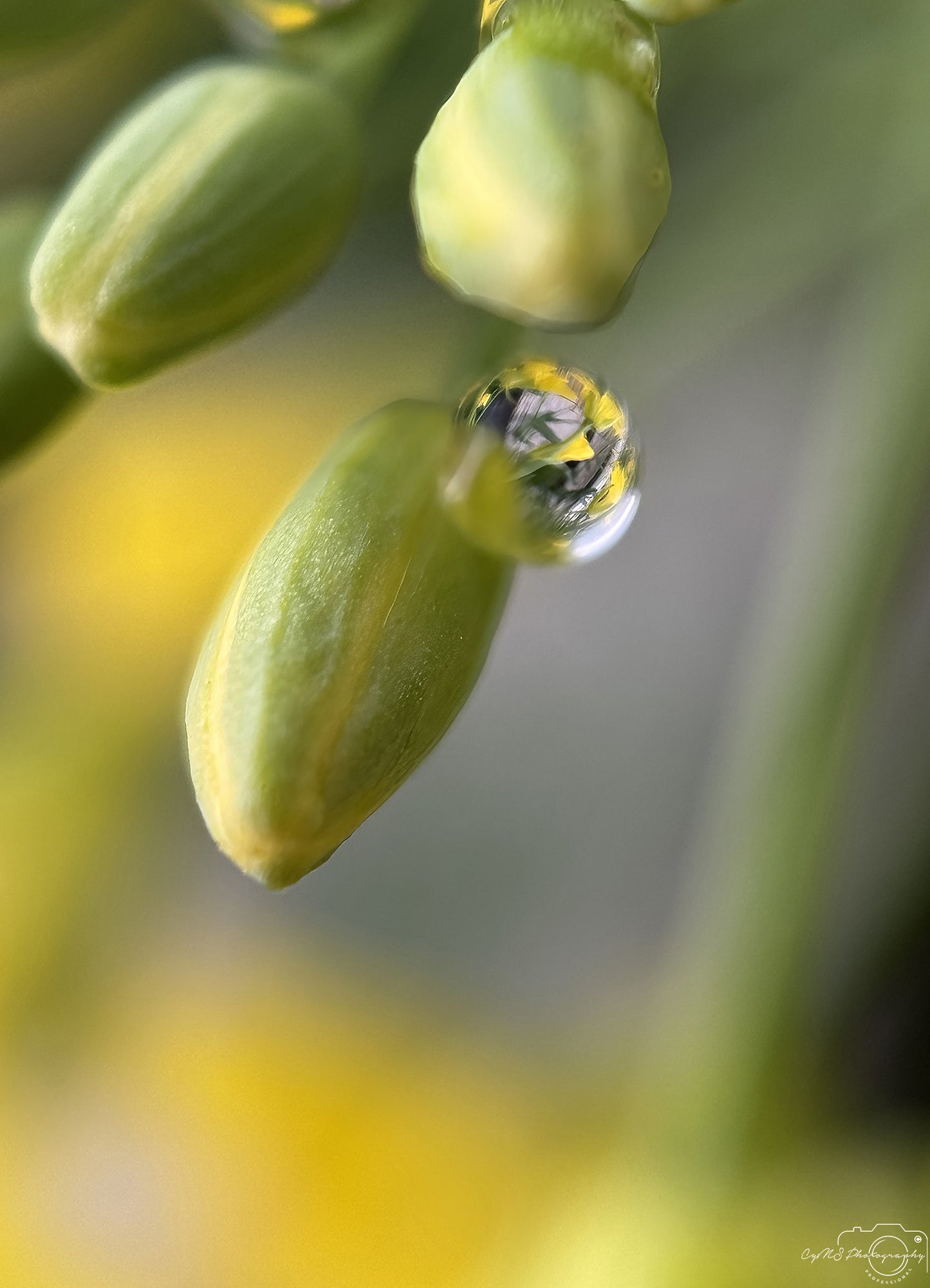Nature Photography - Superb Droplet V711