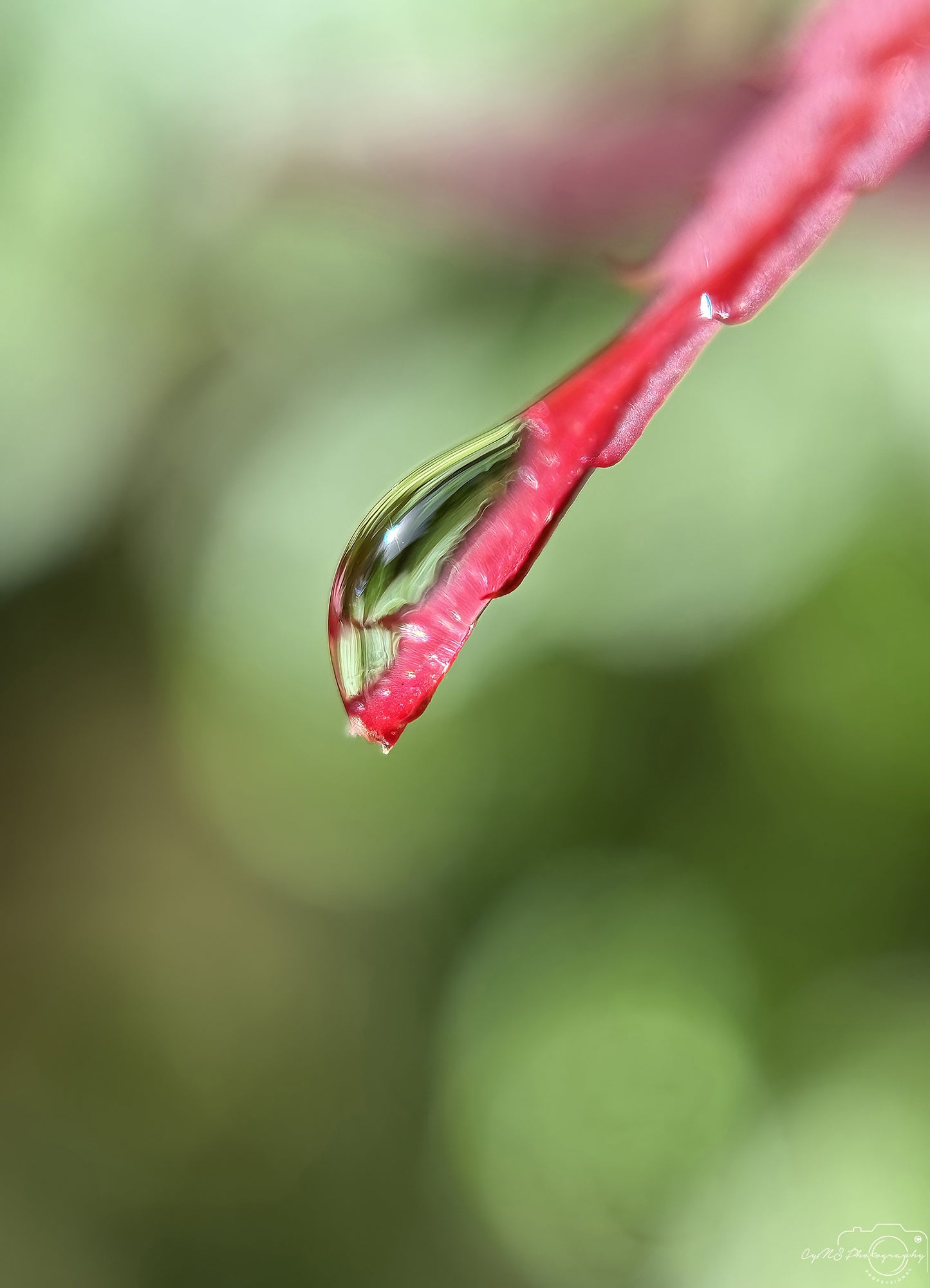 Nature Photography - Superb Droplet V712