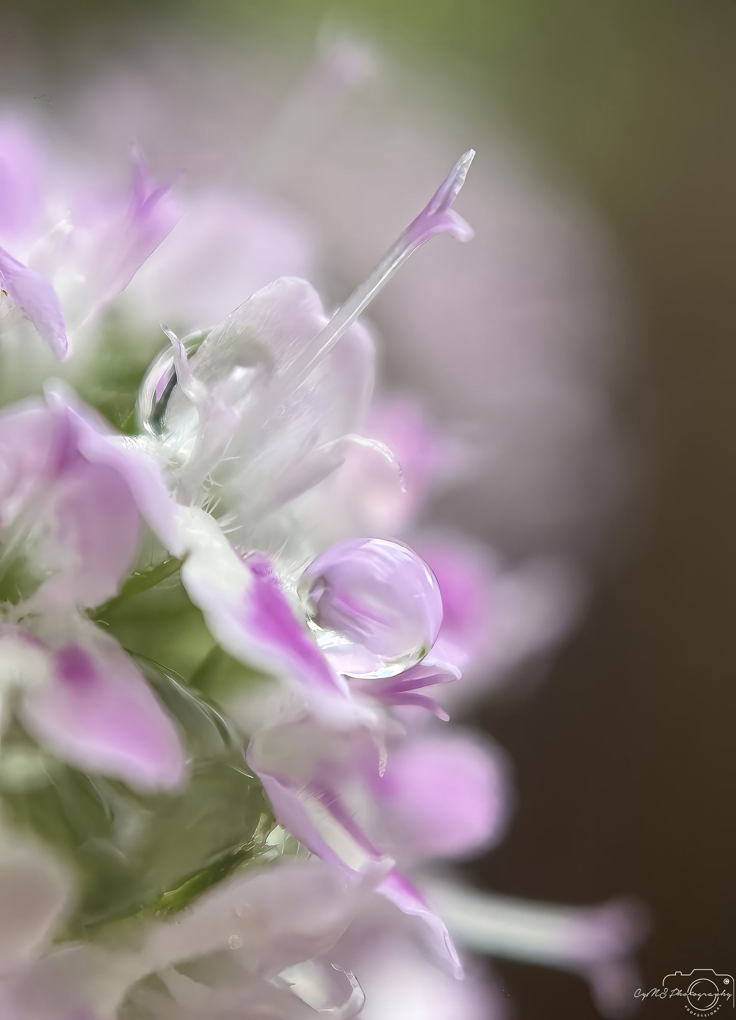 Nature Photography - Superb Droplet V721