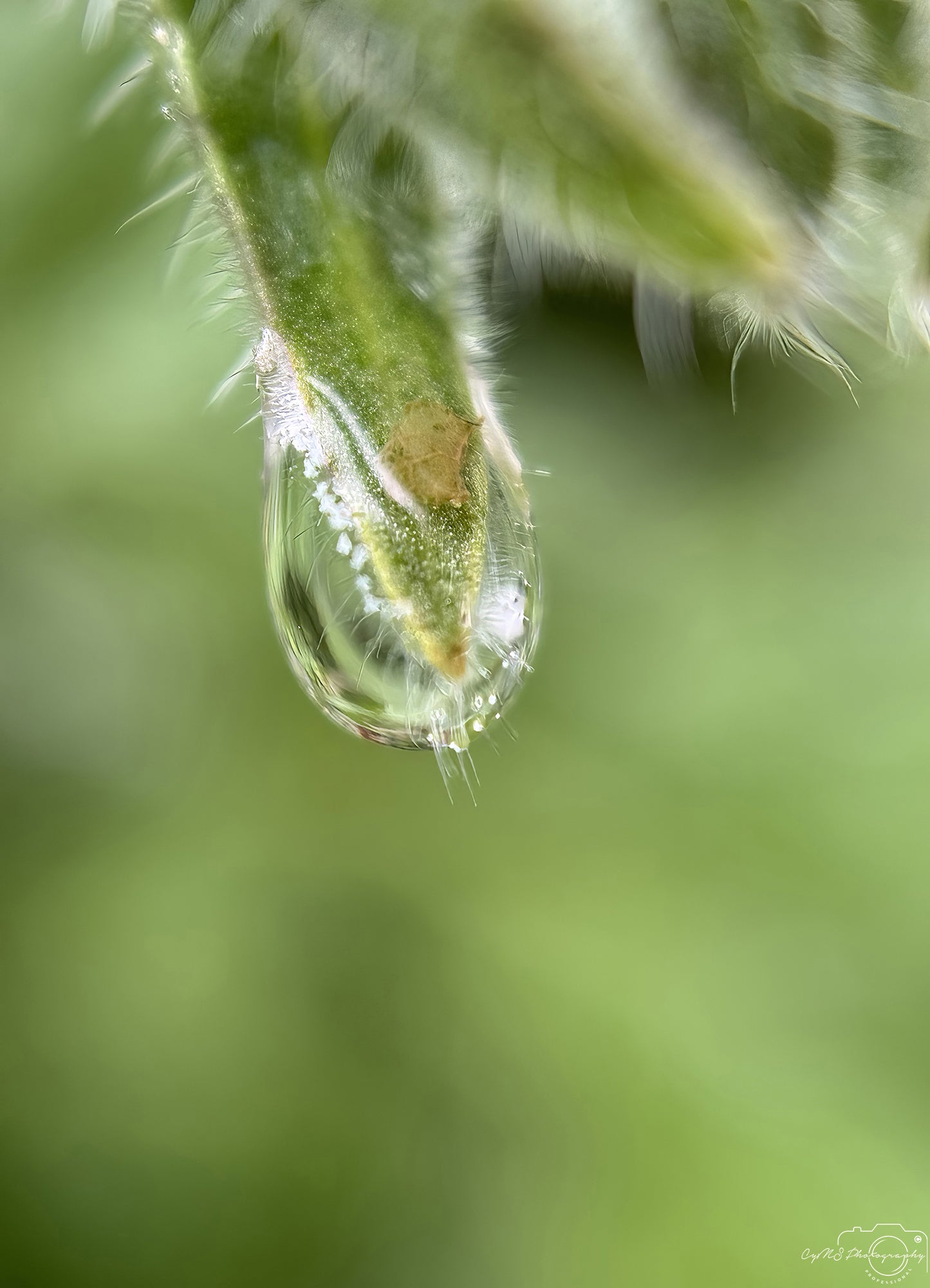 Photographie de la nature - Superbe Droplet V730