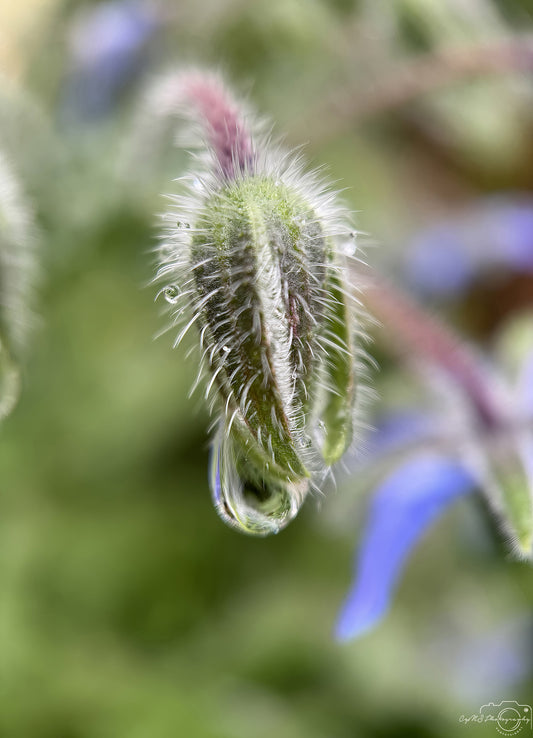 Photographie de la nature - Superbe gouttelette V737