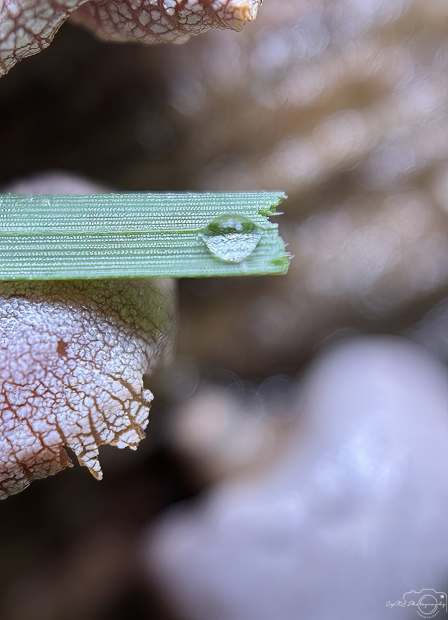 Nature Photography - Superb Droplet V749