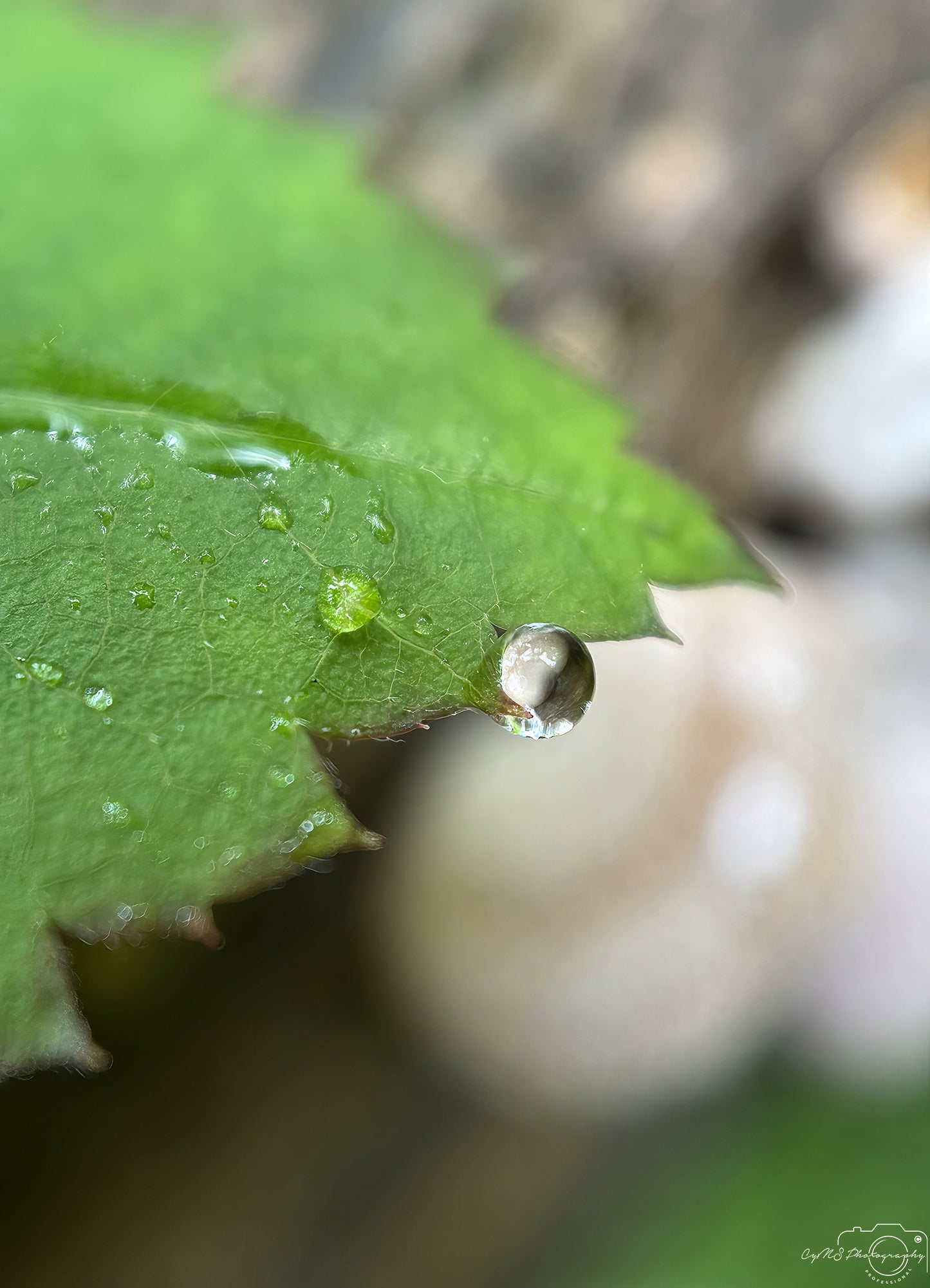 Nature Photography - Superb Droplet V750