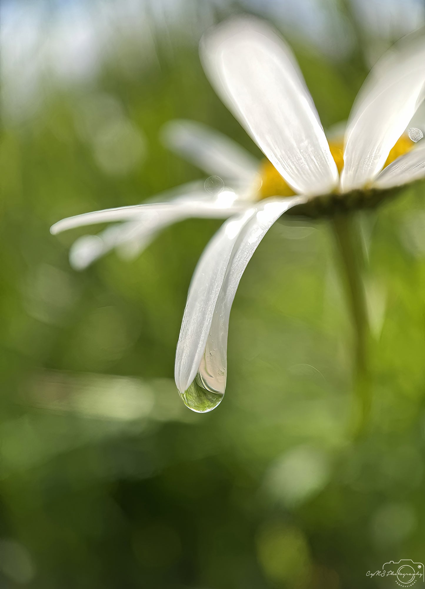 Nature Photography - Superb Droplet V765